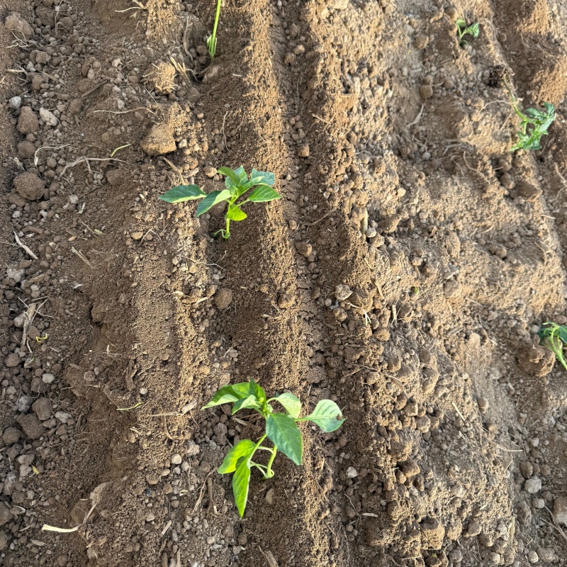 秧苗移栽机闪耀泽普县辣椒田！秧苗移栽机作业助推产业获农户喜欢